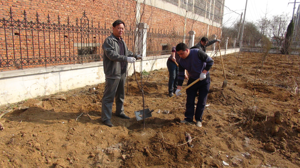 公司组织机关干部员工开展义务植树活动
